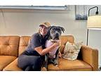 Kitten Whiskers Cuter Than A Snickers, American Staffordshire Terrier For