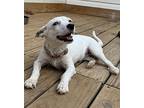 Deedee, Jack Russell Terrier For Adoption In Conway, Arkansas