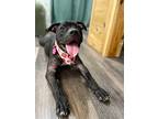 Cowan Lovie, Labrador Retriever For Adoption In Provo, Utah