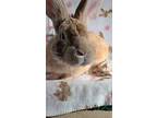 Gerald, Other/unknown For Adoption In Waynesboro, Virginia