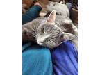 Maharaj, Domestic Shorthair For Adoption In Steinbach, Manitoba