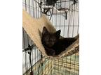 Chicken Little, Domestic Shorthair For Adoption In Vassar, Michigan