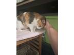 Holly, Domestic Shorthair For Adoption In Roslindale, Massachusetts