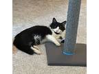 Silas, Domestic Shorthair For Adoption In Chapel Hill, North Carolina