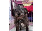 Max, Terrier (unknown Type, Small) For Adoption In Bloomington, New York