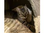 Rogue, Domestic Shorthair For Adoption In Fresno, California
