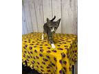 Mary, Domestic Shorthair For Adoption In Opelousas, Louisiana