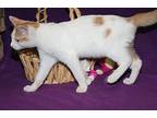 Dragon (neutered), Domestic Shorthair For Adoption In Marietta, Ohio