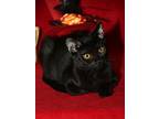 Earth (neutered) Pics 11/2/24, Domestic Shorthair For Adoption In Marietta, Ohio