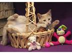 Griffin (neutered), Domestic Shorthair For Adoption In Marietta, Ohio
