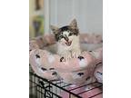 Cupid, Domestic Longhair For Adoption In Ocala, Florida