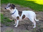 Lady, Jack Russell Terrier For Adoption In Louisa, Virginia