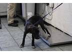 Anubis, Labrador Retriever For Adoption In Weatherford, Texas