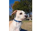 Sophie, Terrier (unknown Type, Small) For Adoption In Louisa, Virginia