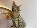 Luna, Tabby For Adoption In West Lafayette, Indiana
