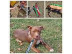 Phoenix, Terrier (unknown Type, Medium) For Adoption In Olive Branch