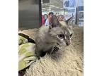 Willow 9, Siamese For Adoption In Austin, Texas