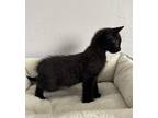 Bear 8, Domestic Shorthair For Adoption In Austin, Texas