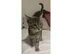 Miss Sparkles, Domestic Shorthair For Adoption In Austin, Texas