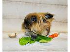 Walter, Lop-eared For Adoption In Longwood, Florida