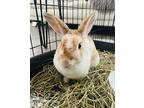 Chamomile, English Spot For Adoption In Longwood, Florida