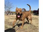Nona, American Pit Bull Terrier For Adoption In Centerton, Arkansas