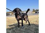 Ace, Labrador Retriever For Adoption In Centerton, Arkansas