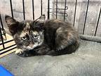 Sally, Domestic Shorthair For Adoption In Mira Loma, California