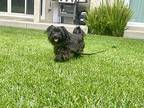 Grams (fkagrandpaw Joe), Dachshund For Adoption In Encino, California