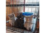 Nova, American Shorthair For Adoption In New Woodstock, New York