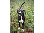 Ember, Labrador Retriever For Adoption In Maryville, Tennessee