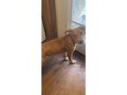 Esa, Terrier (unknown Type, Medium) For Adoption In Tyler, Texas
