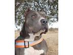 Peggy, American Pit Bull Terrier For Adoption In Dublin, California