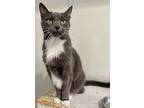Jenni, Domestic Shorthair For Adoption In Ashland, Ohio