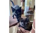 Matcha, Domestic Longhair For Adoption In Ashland, Ohio
