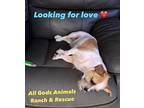 Bowie, Jack Russell Terrier For Adoption In Land O Lakes, Florida