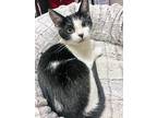 Chloe- Rc Petsmart, Domestic Shorthair For Adoption In Chino, California
