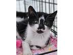 Bipity And Boo, American Shorthair For Adoption In Brooklyn, New York