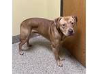 Pluto, Border Terrier For Adoption In Merriam, Kansas
