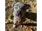 Nora, Labrador Retriever For Adoption In Merriam, Kansas