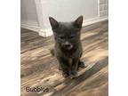 Bubbles, Russian Blue For Adoption In Miami, Oklahoma