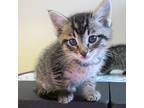 Sneakers, Domestic Shorthair For Adoption In Golden, Colorado