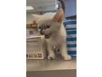 Tortilla, Domestic Shorthair For Adoption In Fruit Heights, Utah