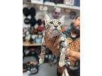 Mariposa, Domestic Shorthair For Adoption In Tracy, California