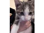 Eli, Domestic Shorthair For Adoption In London, Ontario