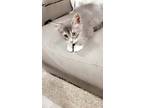 Juice, Domestic Shorthair For Adoption In Gillette, Wyoming