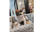 Sensi, Calico For Adoption In North Las Vegas, Nevada