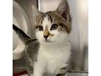 Tootie, Domestic Shorthair For Adoption In Yankton, South Dakota