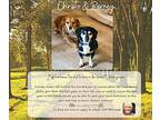 Barney & Cristo Bonded Pair, Dachshund For Adoption In Evergreen, Colorado