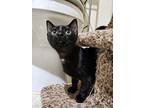 Marzipan, Domestic Shorthair For Adoption In Pitman, New Jersey